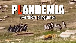 PANDEMIA VERSIÓN PINGÜINO  Carlos Roca [upl. by Vasyuta635]