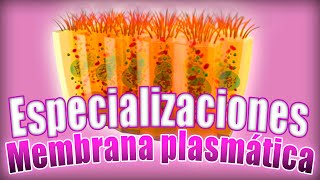 TEJIDO EPITELIAL clasificación Especializaciones de la membrana microvellosidades  Histología [upl. by Ailima]