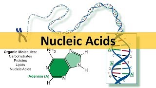 Nucleic Acids amp DNA Replication updated [upl. by Kile]