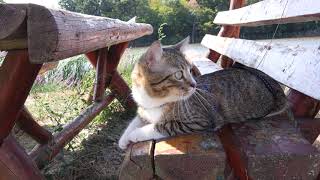 Hiking Cat Discovers a Lake [upl. by Kinny]