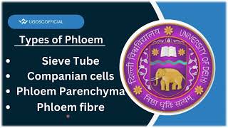 Types of Phloem  sieve tube companion cellphloem fibre and phloem parenchyma [upl. by Eivad]