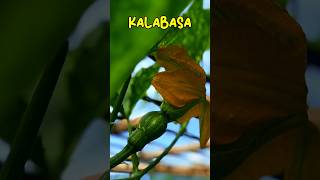 How to Grow Kalabasa agriculture [upl. by Daveta889]