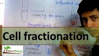 Cell fractionation [upl. by Tamberg]