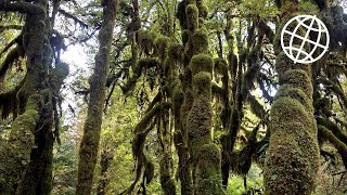 Hoh Rainforest Olympic NP Washington USA Amazing Places 4K [upl. by Ynabla]