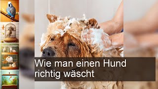 Die perfekte Anleitung So wäschst du deinen Hund richtig und stressfrei [upl. by Marni621]