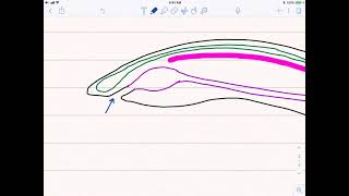 Chordata L1  General Character  Protochordata  Fundamental Chordate Characters [upl. by Ahsilat]