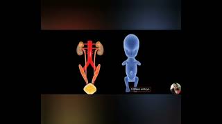 Bladder Exstrophy  Animation  Lecture  English  Hindi [upl. by Elleirda715]