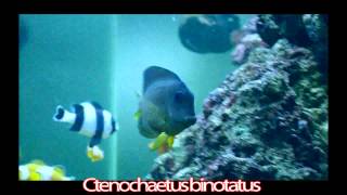 Ctenochaetus binotatus  Blue Eyes Tang [upl. by Teena974]