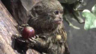 Marmoset eating a grape [upl. by Longo]