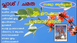 പ്ലാശ്  ചമത  Butea frondosa  Butea monosperma  Flame of the forest  palash  bastard teak [upl. by Eletnahs]