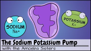 Sodium Potassium Pump [upl. by Aekahs]