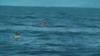 Killer whales attack yacht off the coast of Morocco [upl. by Emerick]