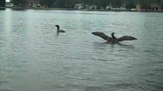 Common Loon Calls Northern Michigan [upl. by Nylek]