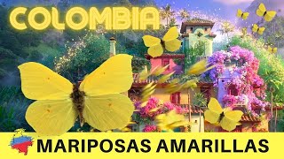 🦋 ENCANTO MARIPOSAS AMARILLAS 💛 💙 ❤️ ¿SON lo que PIENSAS [upl. by Tammy]