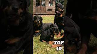 Top 10 Dangerous Dogs shorts [upl. by Ellimac]