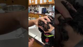 Foxtail Removal from a Dog’s Nose [upl. by Bannasch598]