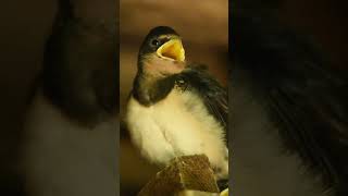 14 day old barn swallows [upl. by Mahgem]