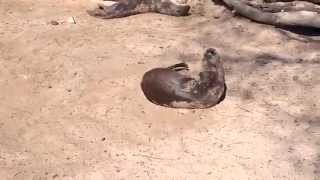 Nutria haciendo la croqueta [upl. by Ruskin847]