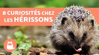 8 CURIOSITÉS chez les hérissons à connaître [upl. by Avlasor]