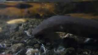 Twotoed Amphiuma [upl. by Wj]