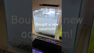 NEW Shrimp Tank Setup Is This The BEST Choice For Beginners [upl. by Lamonica]