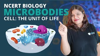 Microbodies  Cell  Class 11 Biology [upl. by Barnum375]