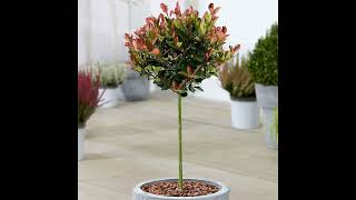 Photinia Little Red Robin indoor and outdoor plant [upl. by Mitchael889]