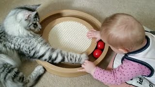 Maine Coon Kitten and Baby play together with Balls Game Toddler laughs a lot about the playful Cat [upl. by Seilenna375]