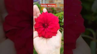 Dahlia Pinnata❤ shorts dahlias flowers [upl. by Idnac30]