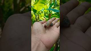 Find snails crabs larvae findanimals short [upl. by Ubana979]