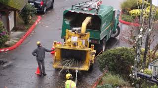 Hornbeam Tree Removal [upl. by Kcirtap]