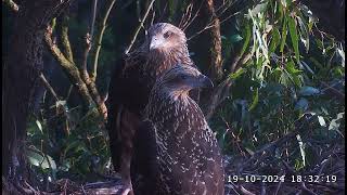 Cute seaglets SE33 amp SE34 are 73 and 72 days old today  SeaEagleCAM4 Live Stream  19102024 [upl. by Worrell938]