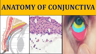 ANATOMY OF CONJUNCTIVA made easy  ophthalmology anatomy I [upl. by Acinna]