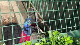 An excited cassowary [upl. by Jefferson]