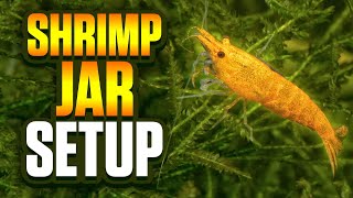 How To Easily Make A Shrimp Jar  Yellow Cherry Shrimp Jar Setup Using The Walstad Method [upl. by Tabib343]