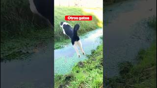 M Gato VS Otros Gatos 😭 cat catsoftiktok funnyanimals funnypets fyp [upl. by Etireuqram197]