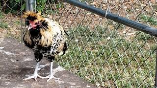 Our Brabanter Rooster Crowing First Time 16 weeks old Chicken [upl. by Krasnoff376]