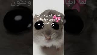 مياو مياو مياو مياو [upl. by Leahcimdivad]