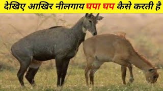 नीलगाय के बारे ये जानकर आप चौक जायेंगे  Facts about Nilgai Animal  nilgai kaisi hoti hai [upl. by Joel915]