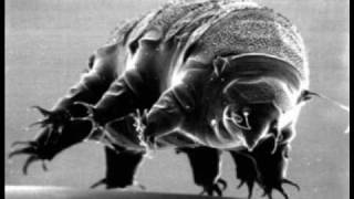 Tardigrades Water Bears [upl. by Towne]