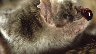 How Vampire Bats Suck Blood for 30 Minutes Unnoticed [upl. by Ttevy792]