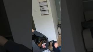 Big Rottweiler vs owner Play fighting [upl. by Ayotak]