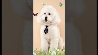 Funny cute doge song  pet song shorts dancemonkey songs [upl. by Aneerahs]