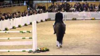 Show Star  Aachen Hengstschau 2011 [upl. by Eidod]