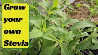 Grow your own Stevia  how to harvest dry and store it [upl. by Reivaj]