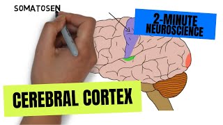 2Minute Neuroscience Cerebral Cortex [upl. by Eduardo]