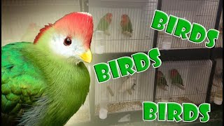 Aviary birds vogelmarkt Zwolle 2016 bird market [upl. by Sasnett950]