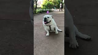 dogdog pets bulldog cao cachorro englishbulldog [upl. by Glaab]