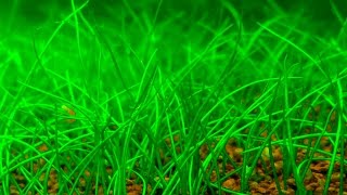 How to create a Dwarf Hairgrass CARPET  Cómo tapizar con Eleocharis parvula EnglishEspañol ᴴᴰ [upl. by Acitel]