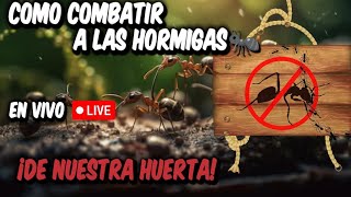 Cómo combatir hormigas en jardines y huerta lo que no sabías de las hormigas 🐜🐜🐜 [upl. by Orvie]